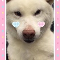 《至急》可愛い柴犬風のハクくん里親さん募集‼︎