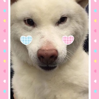 《至急》可愛い柴犬風のハクくん里親さん募集‼︎