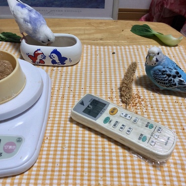 横綱と付き人