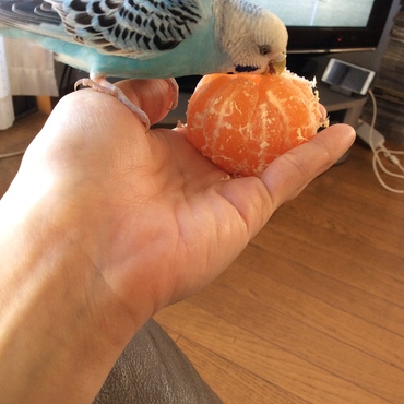 あたちのみかん