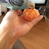 あたちのみかん