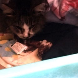 2016.12.04 強制給餌と強制補水