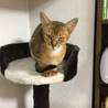 昨年、天国に行きましたかわいいジョイです。