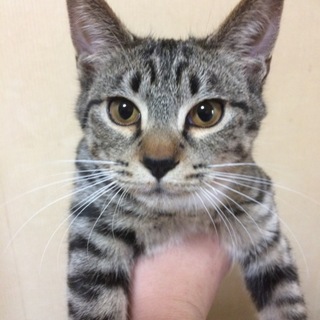 秋田から子猫里親募集中