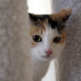 熊本から来ました星子です！