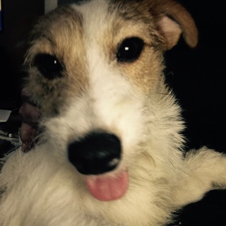 甘えん坊なジャックラッセルテリア