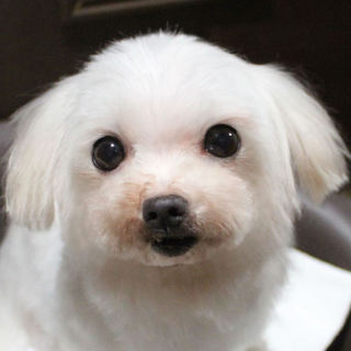 小っちゃくて可愛いチャチャちゃんです♬