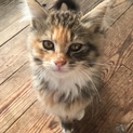 募集中断