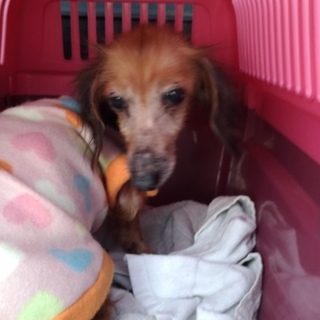 ダックスフンドの女の子里親大募集！