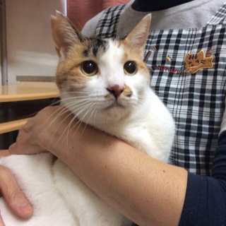 落ち着いた大人猫の桃ちゃん