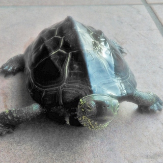 クサガメ 4歳の里親募集