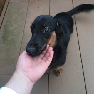 里親募集中です！