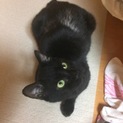 白血病の黒猫の飼い主になってくれませんか？