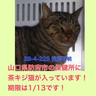 愛護団体の引き取られました