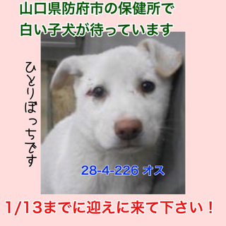 愛護団体に引き取られました