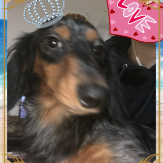 甘えん坊なミニチュアダックスフンド