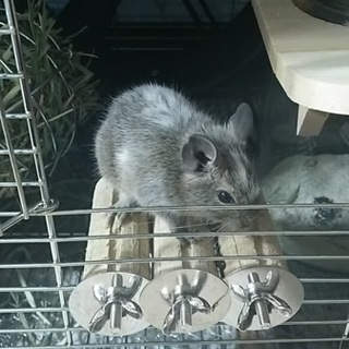 デグー（パイド／生後二ヶ月／メス）