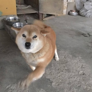 飛行機耳が可愛い柴犬の女の子里親さん募集