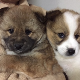 中型ふわふわ子犬