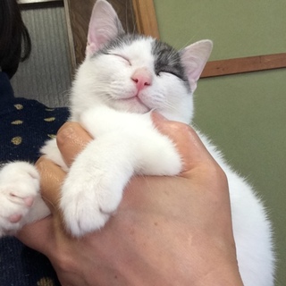 白い子猫の里親さん募集中