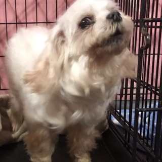 マルチーズのハイジ (女の子) 里親募集です！