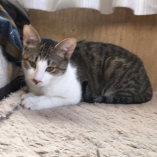 5ヶ月のかわいいキジシロ男の子