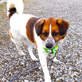 【交渉中０人】単身男性の相棒にピッタリ