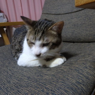 エイズ陽性　10歳くらい　盲目のオスネコくん