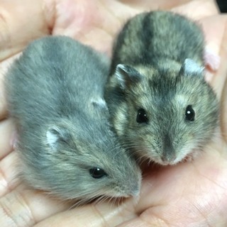 ジャンガリアンハムスター(о´∀`о)