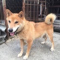 柴犬風の愛嬌が可愛いジロウ里親さん募集