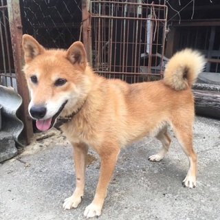 柴犬風の愛嬌が可愛いジロウ里親さん募集