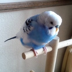 コルが入院しました。