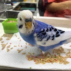 「コルが入院しました。」サムネイル2