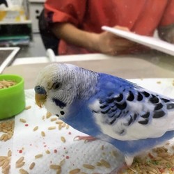 「コルが入院しました。」サムネイル3