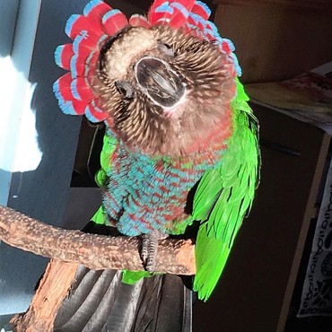 自分で頭をカキカキ☆彡