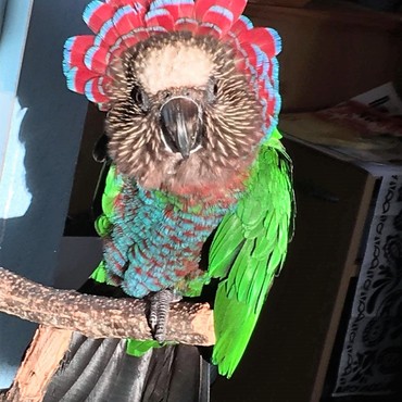 CAOL ILA《カリラ》の写真