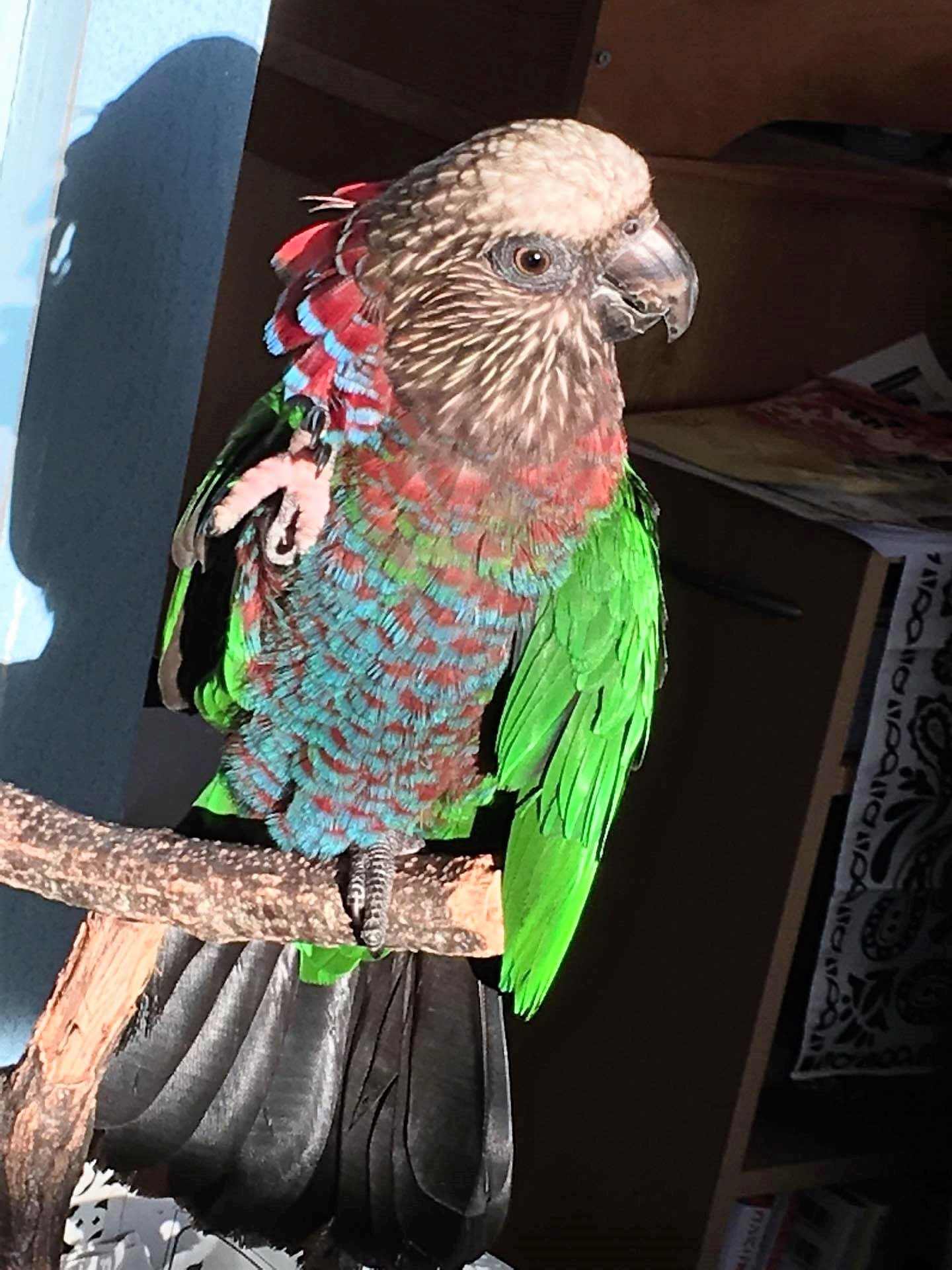 CAOL ILA《カリラ》（インコ（その他）） :: ペットのおうち【里親決定