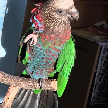 CAOL ILA《カリラ》の写真