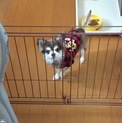 里親を至急募集しています。