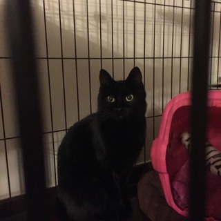 黒猫1歳弱の女の子