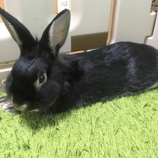 元気黒うさぎです