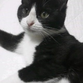 右後ろ足の前部分が欠損していますが、元気です