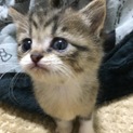 産まれたて子猫ちゃん！2匹！生後1ヶ月半