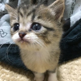 産まれたて子猫ちゃん！2匹！生後1ヶ月半