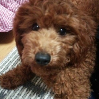 弱視のプードル♂