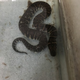 オオミズヘビ30センチ