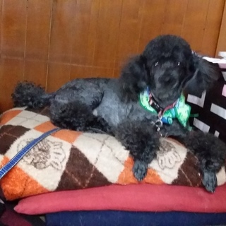 亡母の飼っていたトイプードル