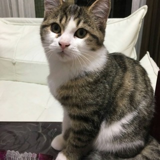 かわいい子猫ちゃん！！