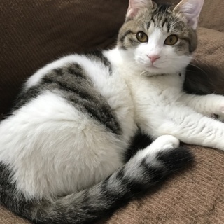 甘えん坊のハチワレ君 ありがとうございました