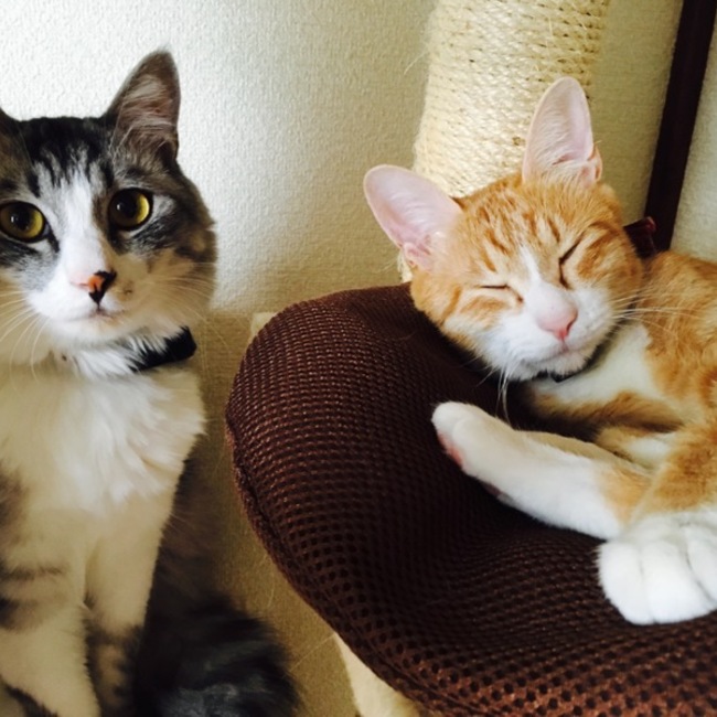 マオにゃんのカバー写真